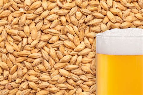 where to buy barley malt.